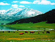 Patures around Sayram-Lake