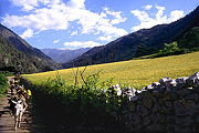 Bingzhongluo